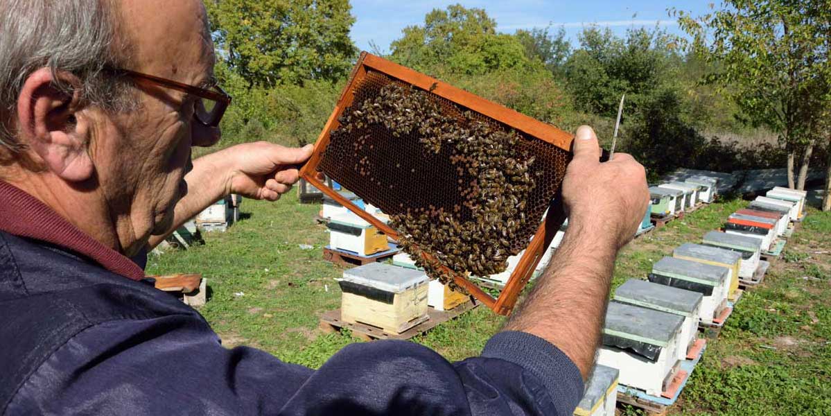 Bienenzucht Nord-Griechenland